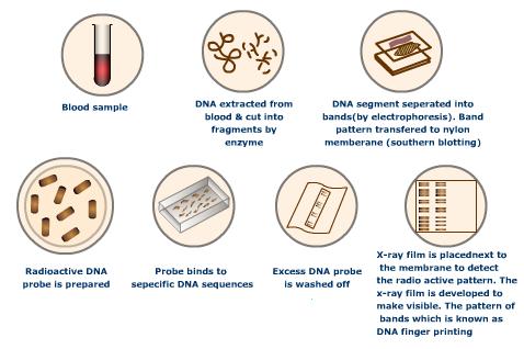 Techniques and Process - DNA Fingerprinting